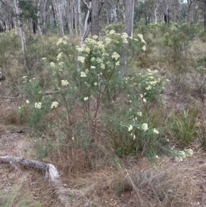 Cassinia longifolia at Cook, ACT - 10 Dec 2023 05:14 PM