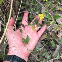 Goodenia hederacea subsp. hederacea (Ivy Goodenia, Forest Goodenia) at Black Mountain - 10 Dec 2023 by lbradley