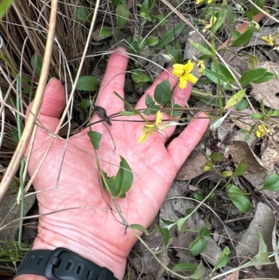 Goodenia hederacea subsp. hederacea (Ivy Goodenia, Forest Goodenia) at Canberra Central, ACT - 10 Dec 2023 by lbradley