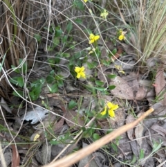 Goodenia hederacea subsp. hederacea at Black Mountain - 10 Dec 2023 05:20 PM