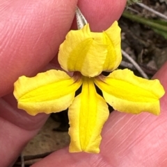 Goodenia hederacea subsp. hederacea at Black Mountain - 10 Dec 2023 05:20 PM