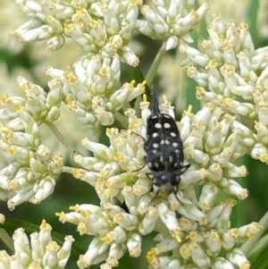 Hoshihananomia leucosticta at Red Hill NR (RED) - 10 Dec 2023