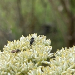 Hoshihananomia leucosticta at Red Hill NR (RED) - 10 Dec 2023