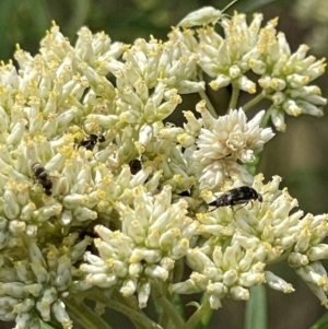 Hoshihananomia leucosticta at Red Hill NR (RED) - 10 Dec 2023