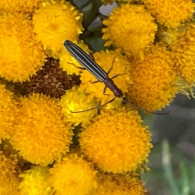 Syllitus microps (Longicorn or Longhorn beetle) at Red Hill NR (RED) - 10 Dec 2023 by JamonSmallgoods