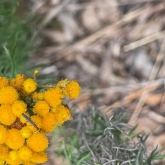 Syllitus microps at Red Hill NR (RED) - 10 Dec 2023