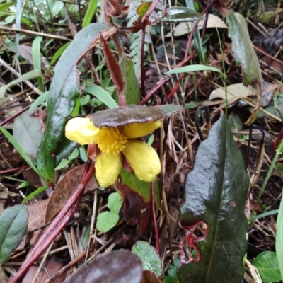 Hibbertia dentata (Twining Guinea Flower) at Surf Beach, NSW - 9 Dec 2023 by LyndalT