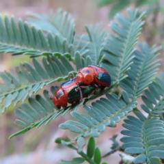 Calomela curtisi (Acacia leaf beetle) at QPRC LGA - 9 Dec 2023 by MatthewFrawley