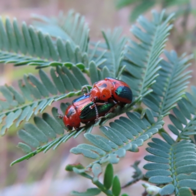 Calomela curtisi (Acacia leaf beetle) at QPRC LGA - 9 Dec 2023 by MatthewFrawley