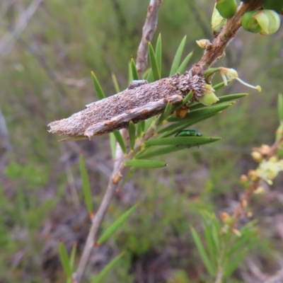 Trigonocyttara clandestina (Less-stick Case Moth) at QPRC LGA - 9 Dec 2023 by MatthewFrawley