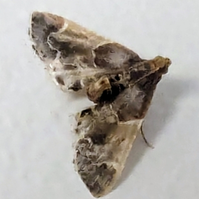 Scenedra decoratalis (A Pyralid moth) at Kambah, ACT - 10 Dec 2023 by HelenCross
