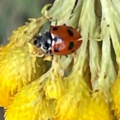 Hippodamia variegata (Spotted Amber Ladybird) at Red Hill NR (RED) - 10 Dec 2023 by JamonSmallgoods