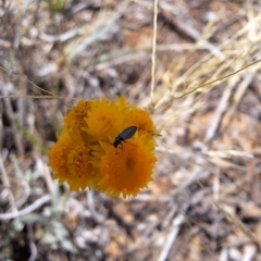 Dasytinae (subfamily) (Soft-winged flower beetle) at Franklin Grassland (FRA_5) - 27 Nov 2023 by JenniM