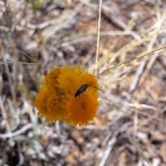 Dasytinae (subfamily) at Franklin Grassland (FRA_5) - 27 Nov 2023