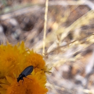 Dasytinae (subfamily) at Franklin Grassland (FRA_5) - 27 Nov 2023