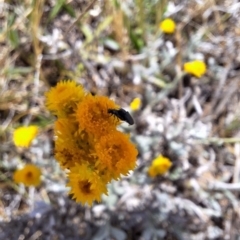 Dasytinae (subfamily) (Soft-winged flower beetle) at Budjan Galindji (Franklin Grassland) Reserve - 27 Nov 2023 by JenniM