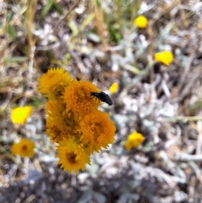 Dasytinae (subfamily) (Soft-winged flower beetle) at Budjan Galindji (Franklin Grassland) Reserve - 27 Nov 2023 by JenniM
