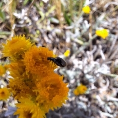 Dasytinae (subfamily) at Franklin Grassland (FRA_5) - 27 Nov 2023