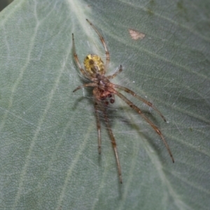 Deliochus sp. (genus) at Fraser, ACT - 14 Feb 2023