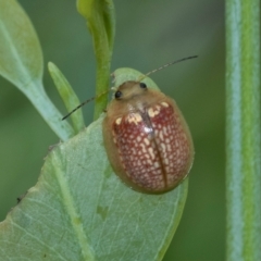 Paropsisterna decolorata at Fraser, ACT - 14 Feb 2023