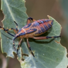 Amorbus alternatus (Eucalyptus Tip Bug) at Fraser, ACT - 14 Feb 2023 by AlisonMilton