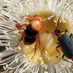 Phyllotocus navicularis (Nectar scarab) at Wodonga - 9 Dec 2023 by KylieWaldon