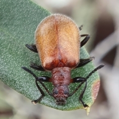 Ecnolagria grandis (Honeybrown beetle) at Rugosa - 7 Dec 2023 by SenexRugosus