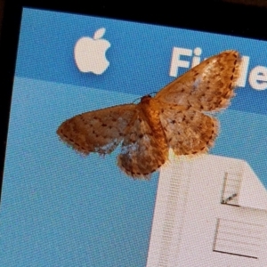 Idaea philocosma at Rugosa - 9 Dec 2023 09:31 PM