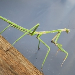 Pseudomantis albofimbriata at Yass River, NSW - 10 Dec 2023 by SenexRugosus