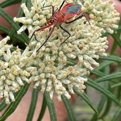 Gminatus australis (Orange assassin bug) at Red Hill NR (RED) - 10 Dec 2023 by JamonSmallgoods