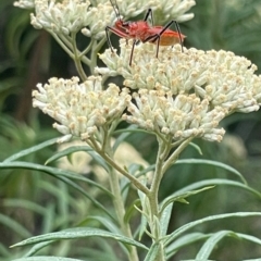 Gminatus australis at Red Hill NR (RED) - 10 Dec 2023