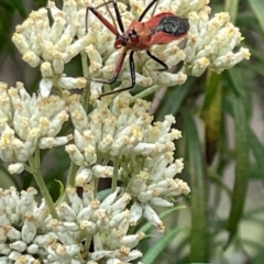 Gminatus australis at Undefined Area - 10 Dec 2023 01:34 PM
