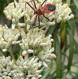 Gminatus australis at Red Hill NR (RED) - 10 Dec 2023