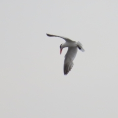 Hydroprogne caspia (Caspian Tern) at Barton, ACT - 10 Dec 2023 by BenW