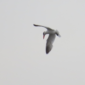 Hydroprogne caspia at Lake Burley Griffin Central/East - 10 Dec 2023 06:37 PM