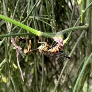 Spaminta minjerribae at Mount Ainslie - 10 Dec 2023