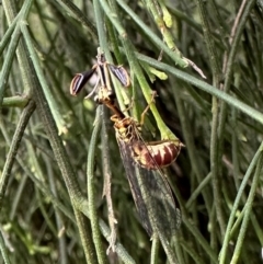 Spaminta minjerribae at Mount Ainslie - 10 Dec 2023 05:30 PM