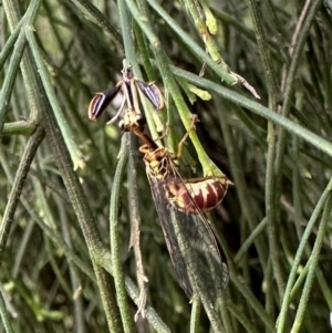 Spaminta minjerribae at Mount Ainslie - 10 Dec 2023 05:30 PM