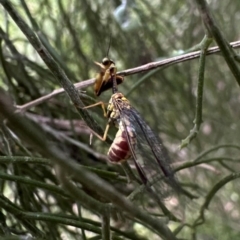 Spaminta minjerribae at Mount Ainslie - 10 Dec 2023 05:30 PM