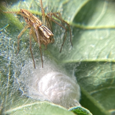 Oxyopes sp. (genus) (Lynx spider) at Holt, ACT - 10 Dec 2023 by THATJAYKIDRICK