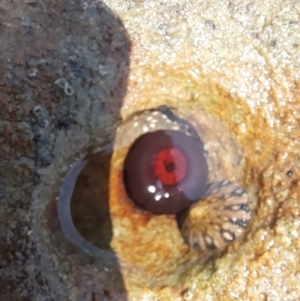 Actinia tenebrosa at Meroo National Park - 9 Dec 2023 10:52 AM