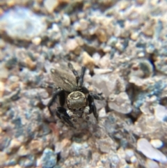 Maratus griseus (Jumping spider) at Holt, ACT - 10 Dec 2023 by JajiClack