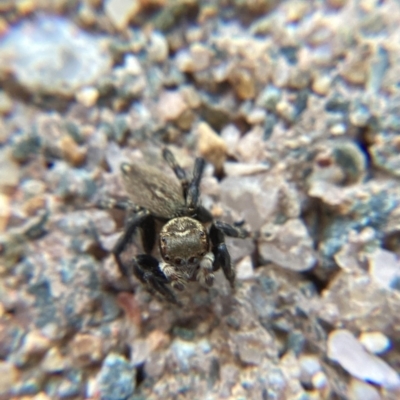 Maratus griseus (Jumping spider) at Holt, ACT - 10 Dec 2023 by THATJAYKIDRICK