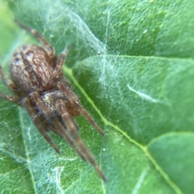 Badumna longinqua (Grey House Spider) at Holt, ACT - 10 Dec 2023 by JajiClack