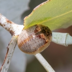 Paropsisterna m-fuscum (Eucalyptus Leaf Beetle) at Fraser, ACT - 14 Feb 2023 by AlisonMilton