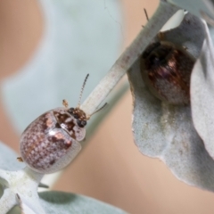 Paropsisterna m-fuscum at Fraser, ACT - 14 Feb 2023