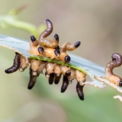 Pseudoperga sp. (genus) at Fraser, ACT - 14 Feb 2023