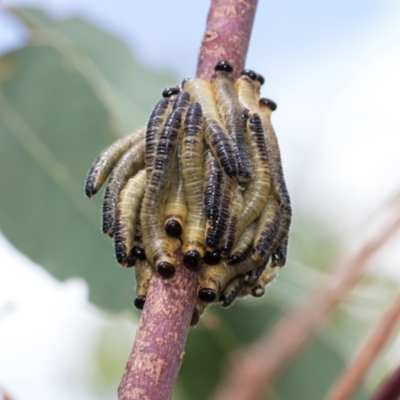 Pseudoperga sp. (genus) (Sawfly, Spitfire) at Fraser, ACT - 14 Feb 2023 by AlisonMilton