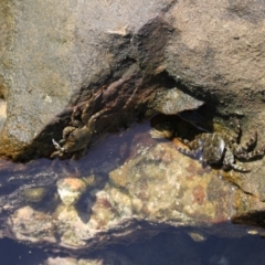 Leptograpsus variegatus (Purple Rock Crab) at Meroo National Park - 8 Dec 2023 by VanceLawrence