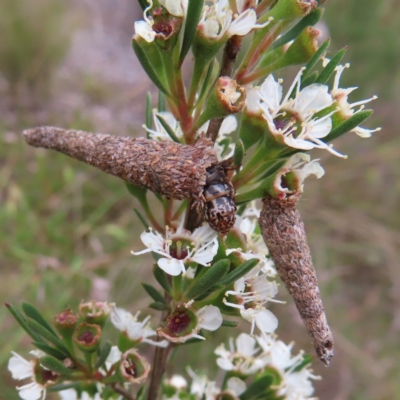 Lepidoscia (genus) IMMATURE (Unidentified Cone Case Moth larva, pupa, or case) at Bombay, NSW - 9 Dec 2023 by MatthewFrawley